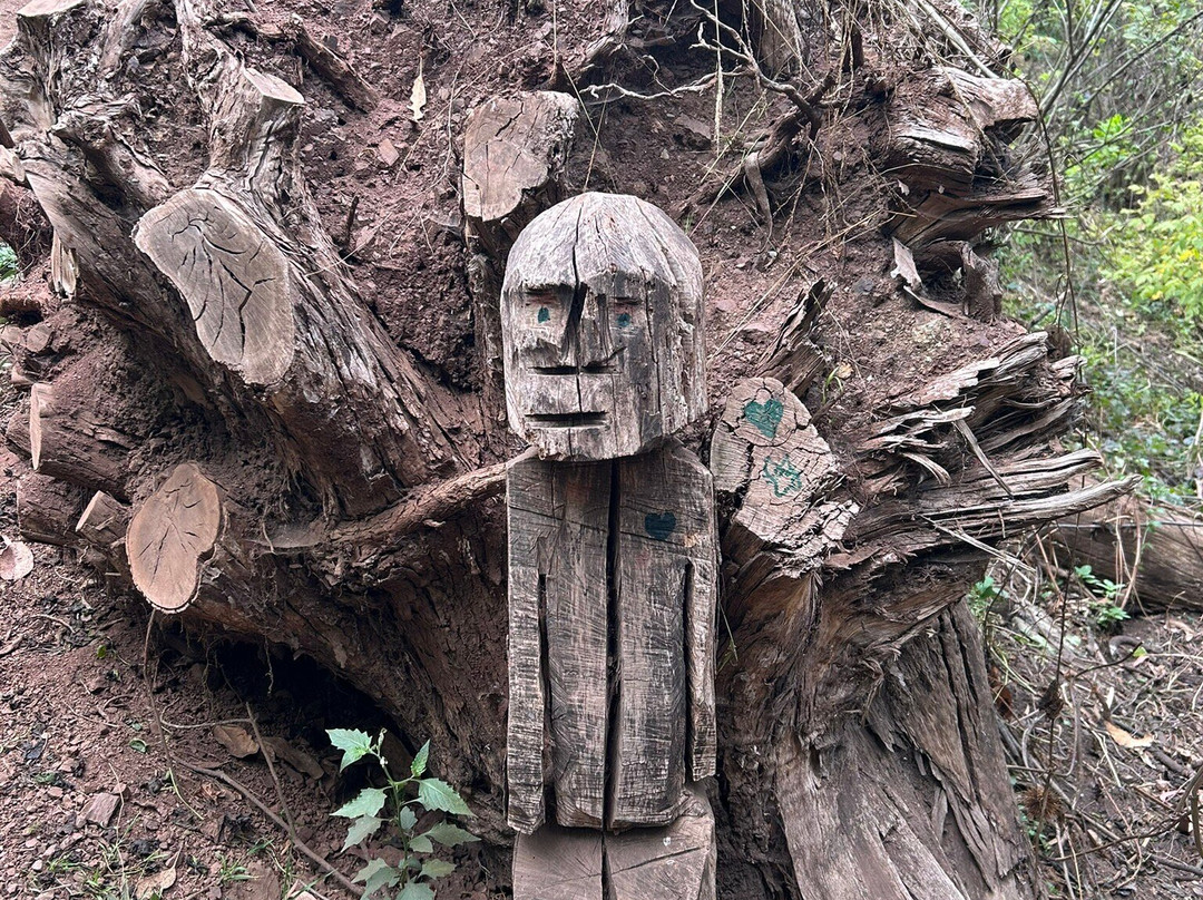 Mount Sutro Forest-旧金山必去景点