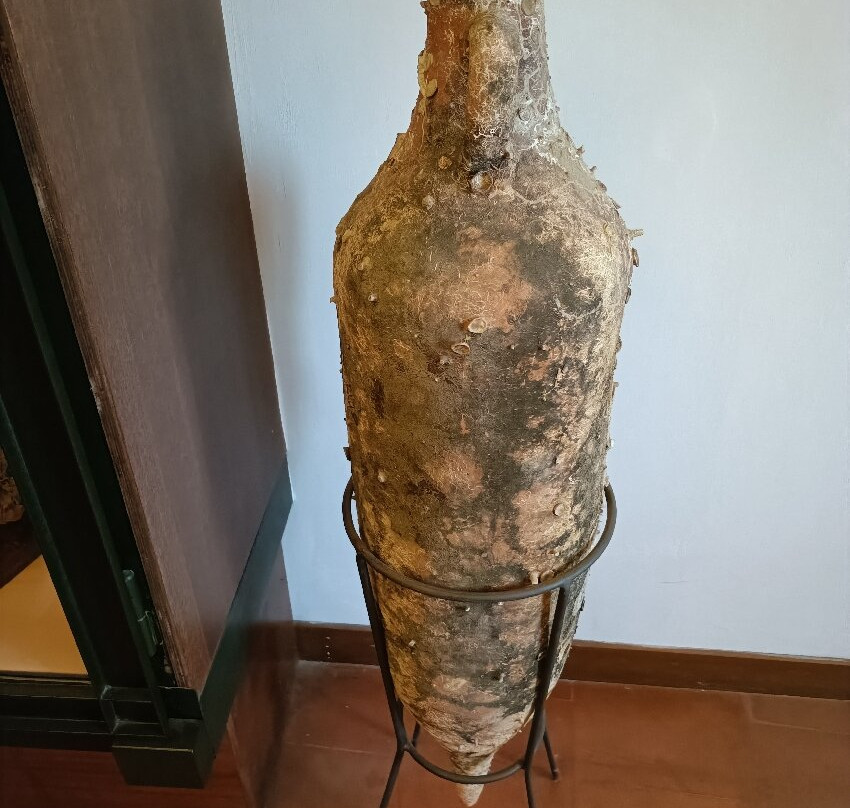 Museo Archeologico di Pithecusae-Lacco Ameno必去景点