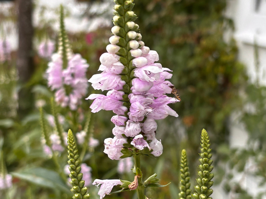 Krauterpension Saumerpfad主图