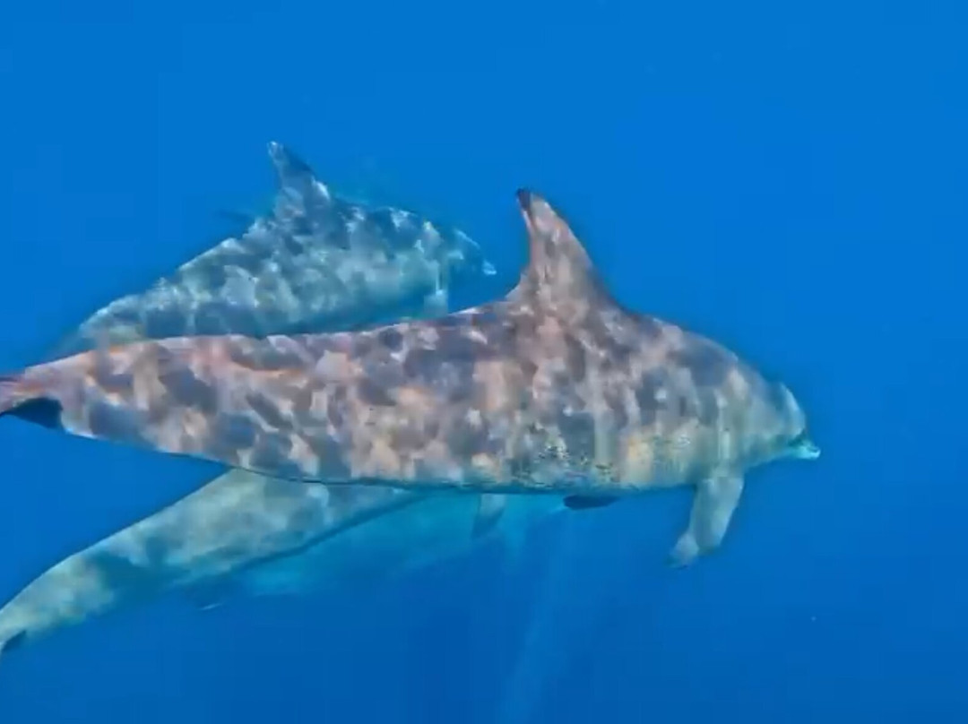 Merveille En Mer