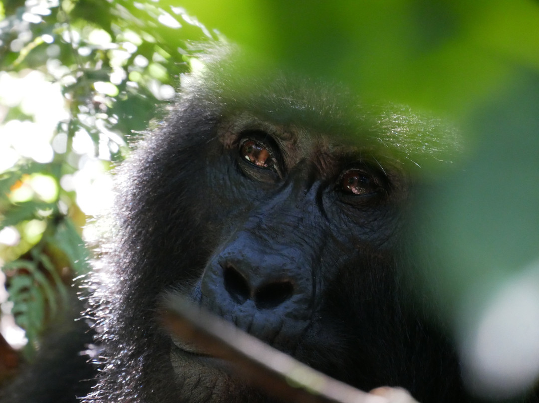 Gorilla Bookings-坎帕拉必去景点