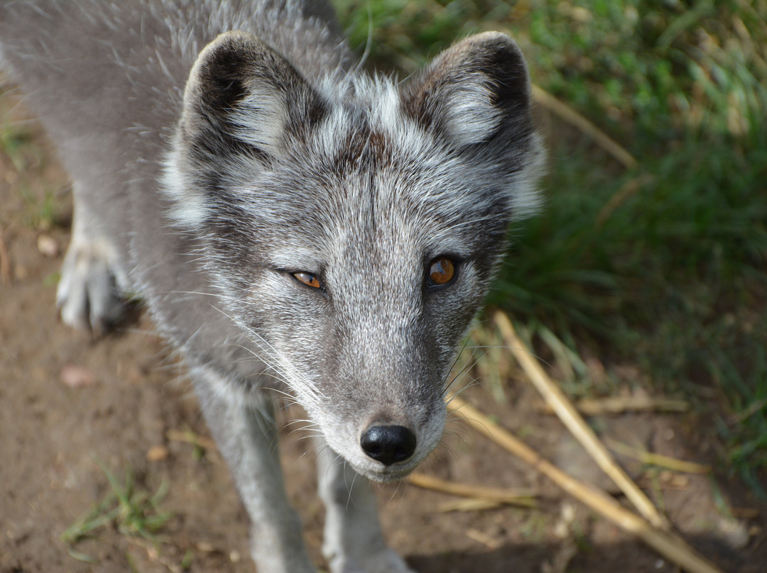 Ark Wildlife Park & Exotic Animal Sanctuary-Stickney必去景点