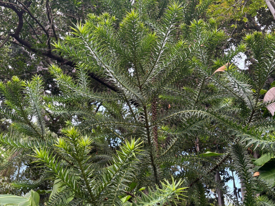 Botanischer Garten-德拉克鲁兹索尔港必去景点