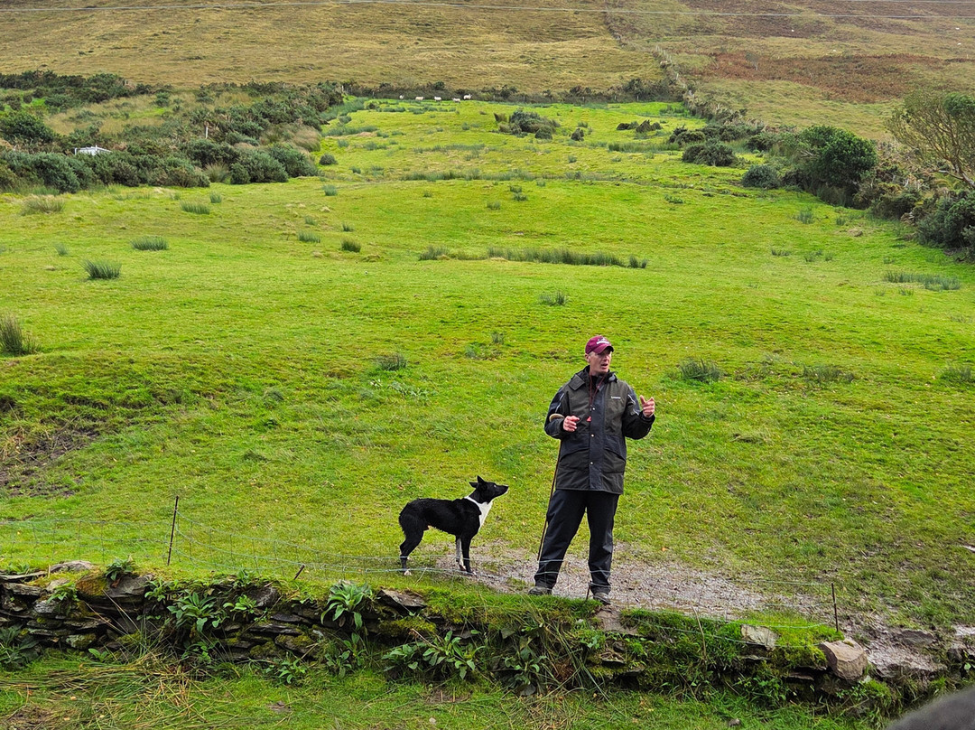 Kells Sheepdogs Ring of Kerry-Kells必去景点