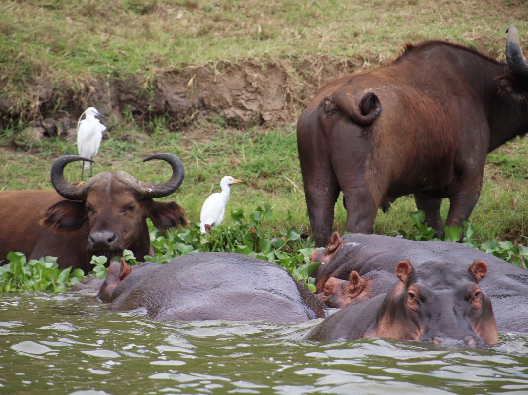African Jungle Adventures -  Day Tours-吉佳利必去景点