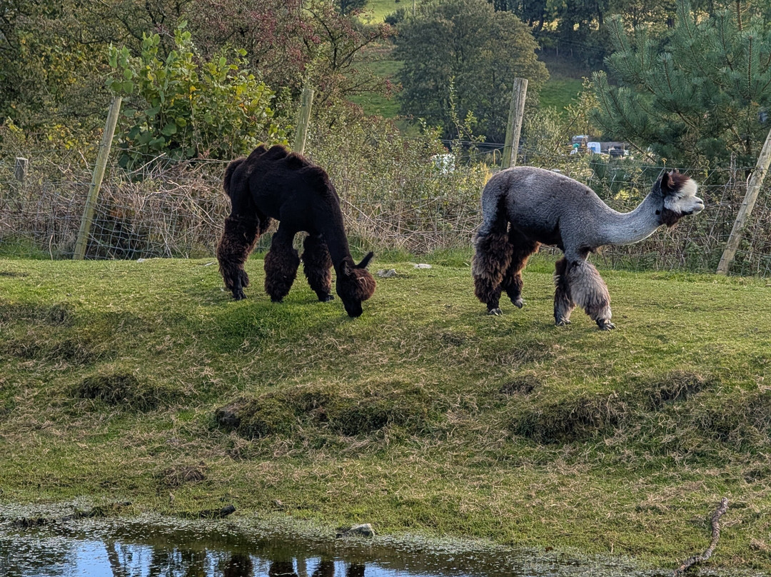 Woolly Experiences, Nercwys, Mold-Mold必去景点