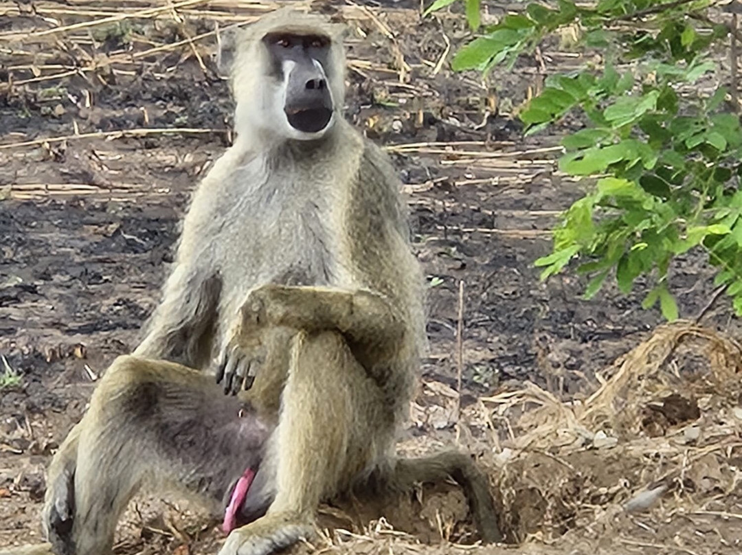 Best tour operator in Tanzania by Rede Tours and Safaris-多多马必去景点