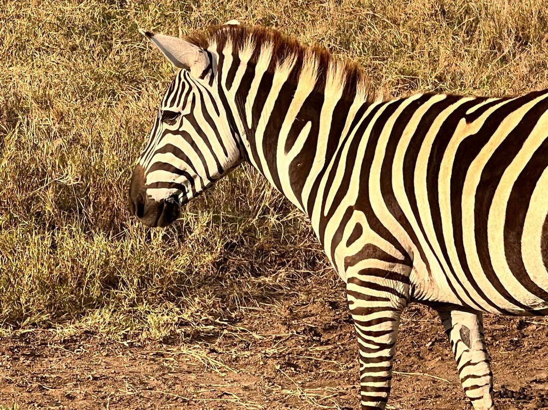 Trav-Interactive-内罗毕必去景点