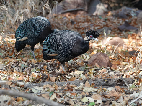 Wild Planet Safari-霍德斯普鲁特必去景点