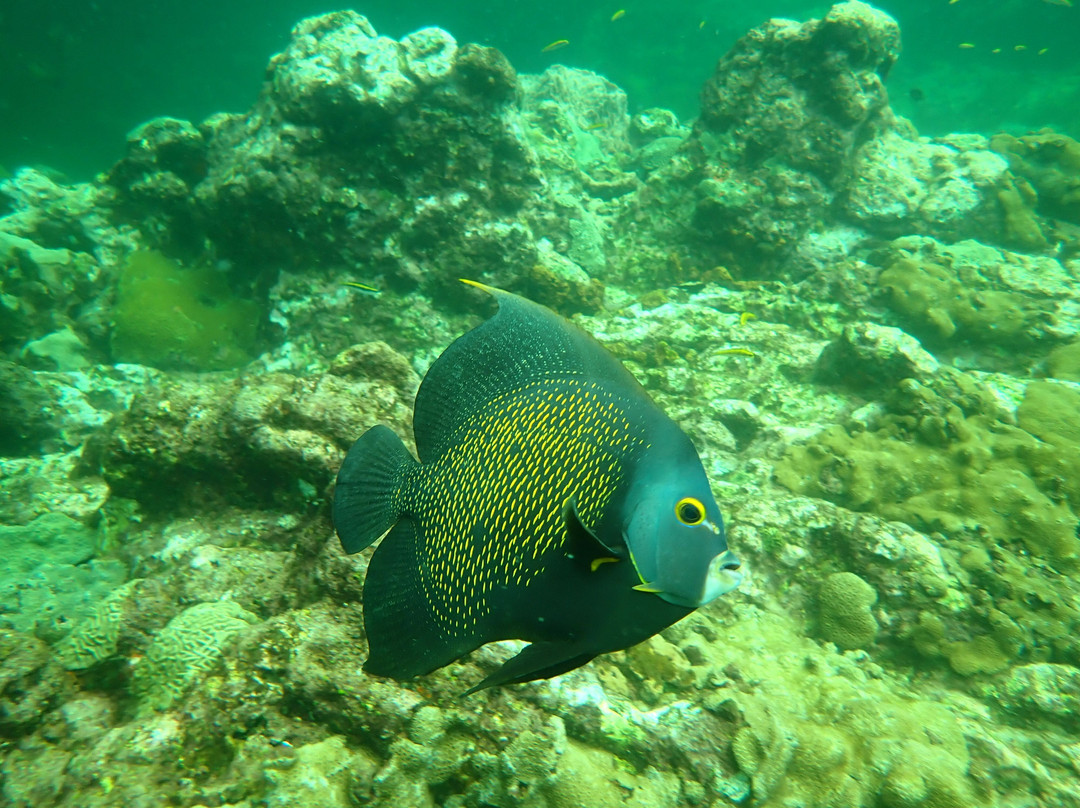 Snorkel Tobago-克朗波因特必去景点
