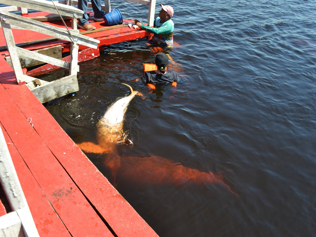 Pink Dolphins Floating Platform-Novo Airao必去景点