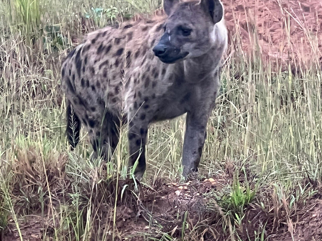 PETNAH AFRICA TOURS-坎帕拉必去景点