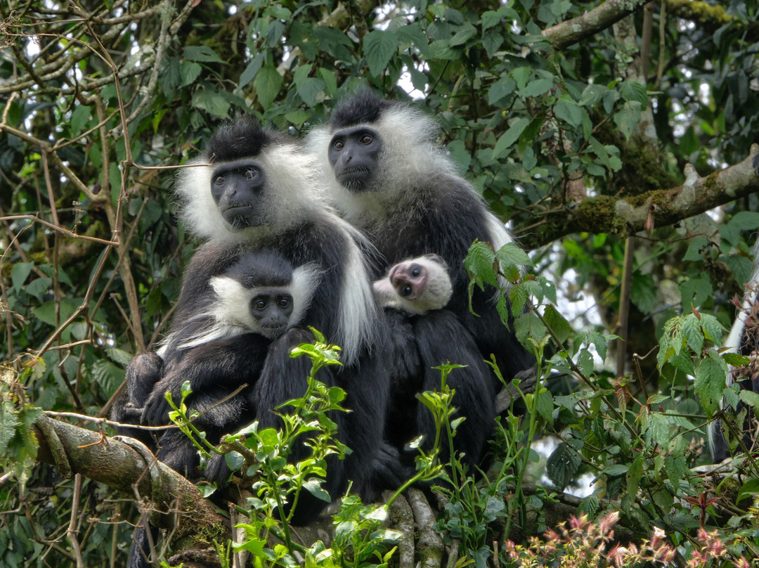 Nyungwe National Park - Rwanda-Western Province必去景点