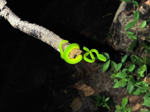 Herping Tour Vietnam - Guide Diệp Tùng