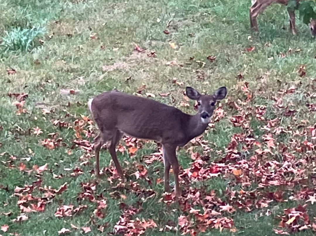 Suburban Studios Verona - Staunton North主图