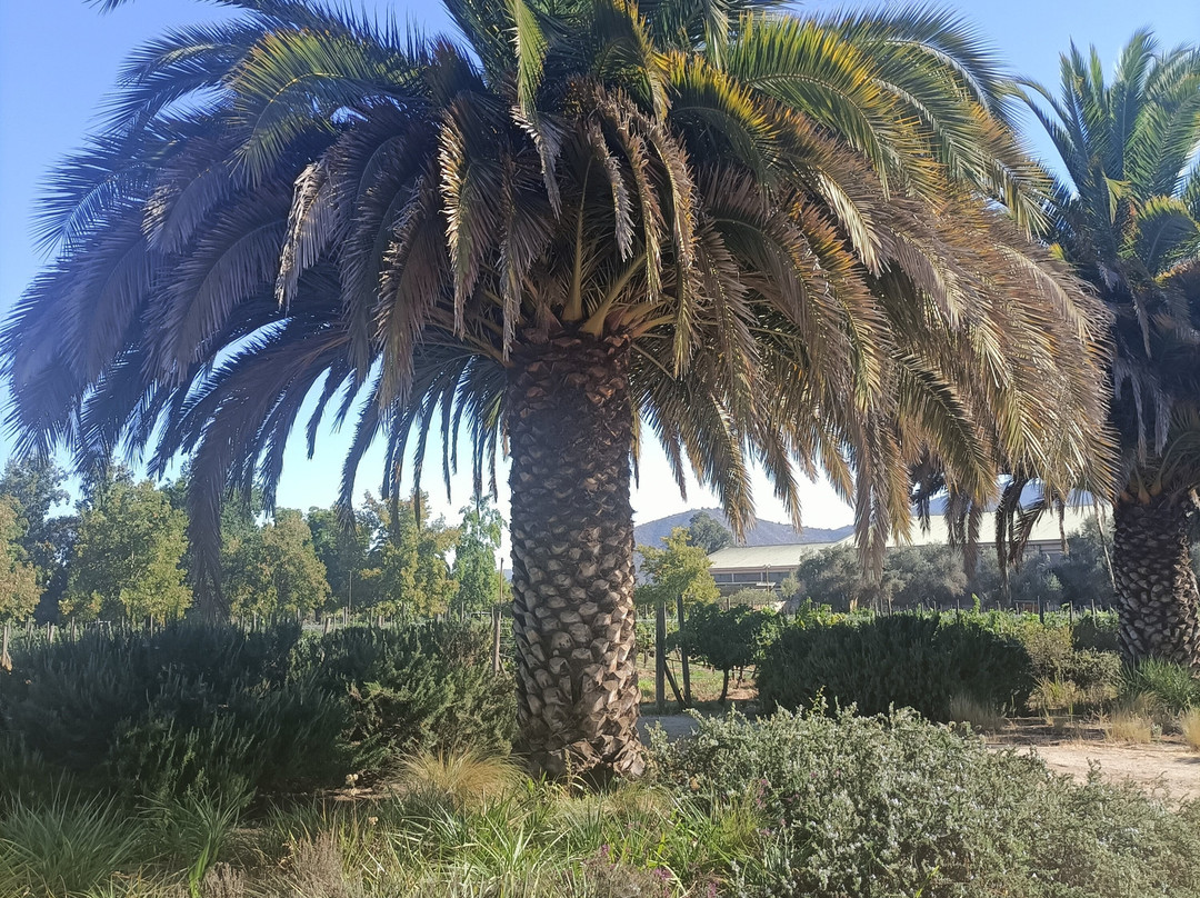 Viñedos Veramonte-卡萨布兰卡必去景点