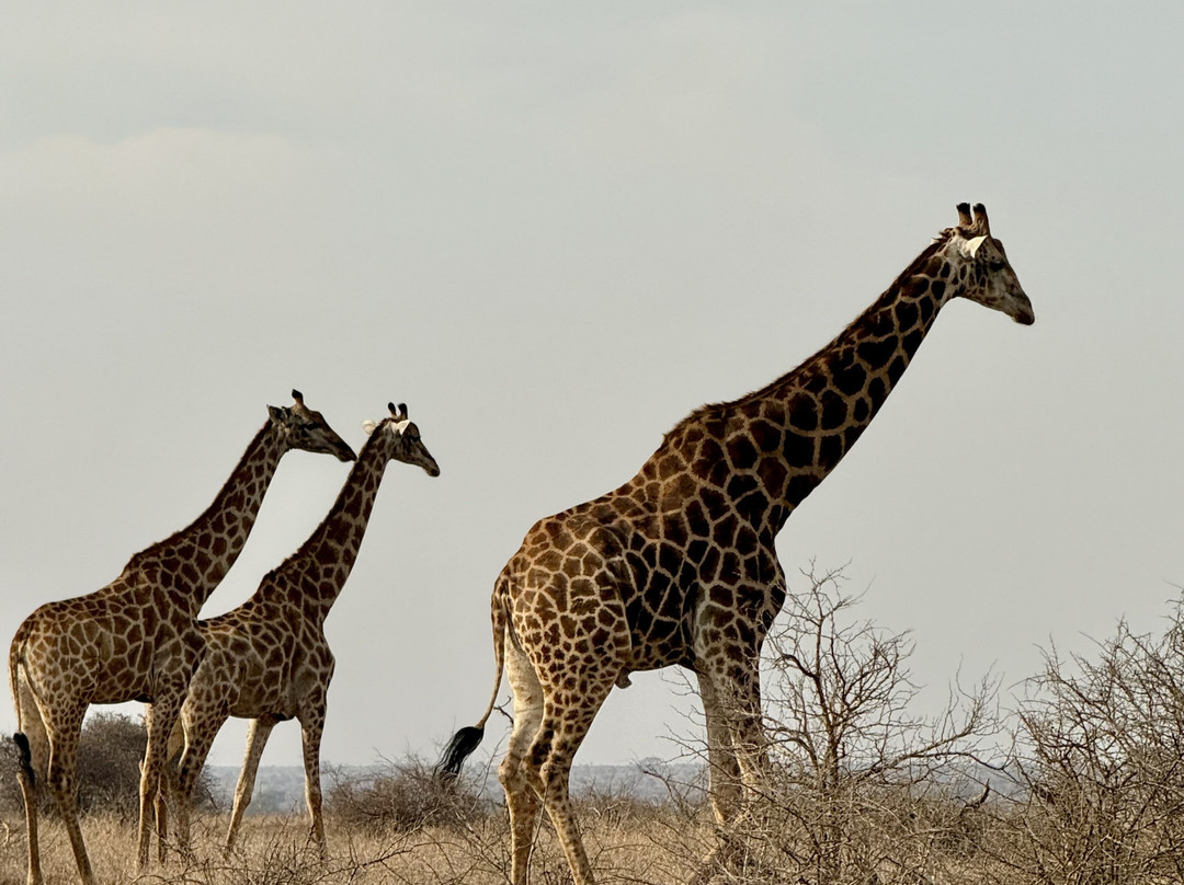 Lawson's Birding, Wildlife & Custom Safaris-尼斯普鲁特必去景点