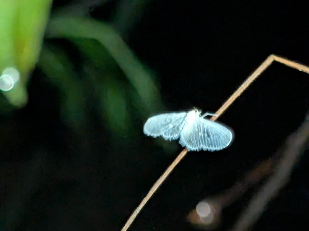 Manuel Antonio Expeditions-哥斯达黎加安东尼奥国家公园必去景点