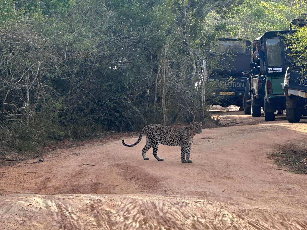 Npa Leopard Safari-蒂瑟默哈拉默必去景点