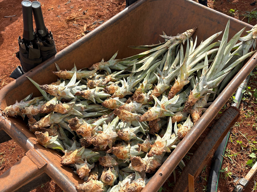 Sugarloaf Pineapple Farm-基拉韦厄必去景点