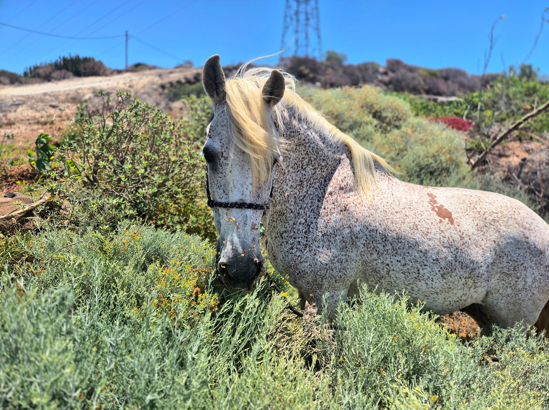 Tenerife Horse Rescue-圣克鲁斯-德特内里费必去景点