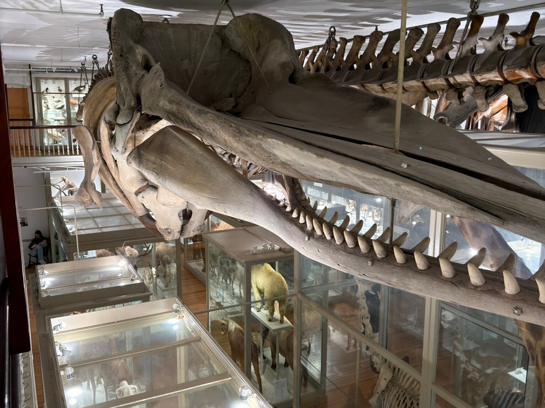 Harvard Museum of Natural History-剑桥必去景点