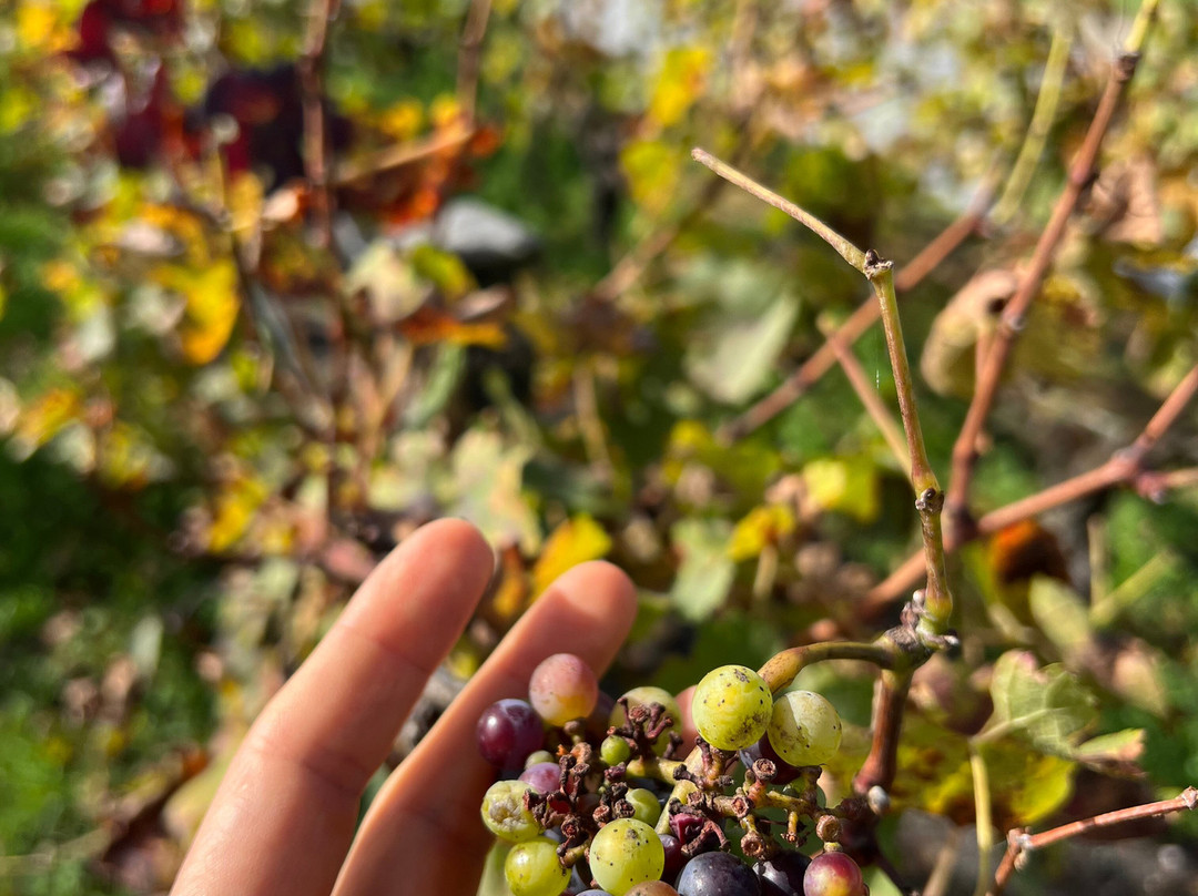 Château Pape Clément-Pessac必去景点