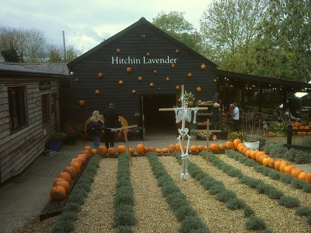 Hitchin Lavender-Ickleford必去景点