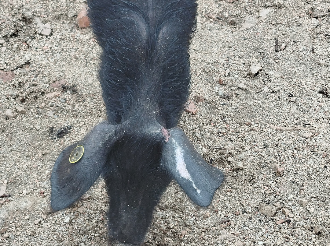 U Porcu Ranger-Figari必去景点