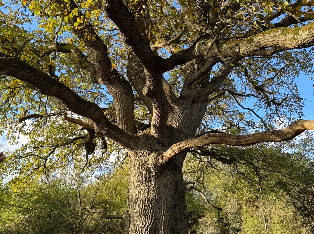 Knepp Wildland Safaris-霍舍姆必去景点