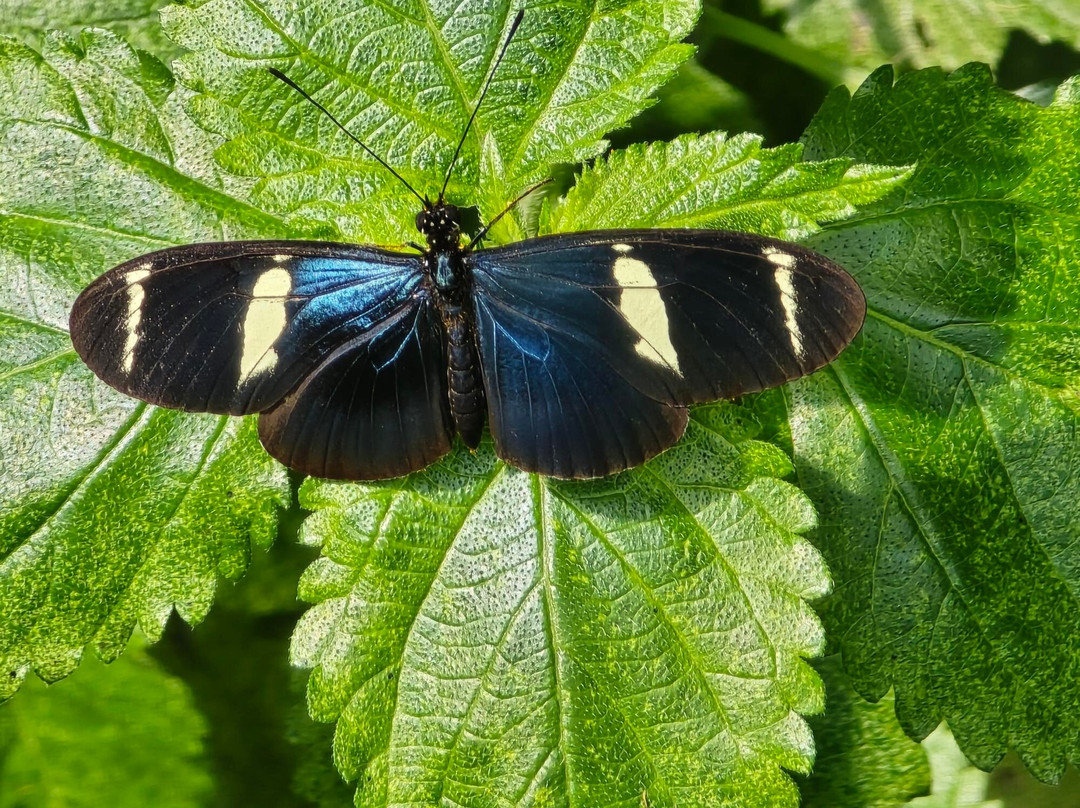 Boquete Bees and Butterflies-波魁特必去景点