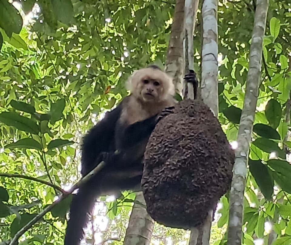 Mountain Top Park-哥斯达黎加安东尼奥国家公园必去景点