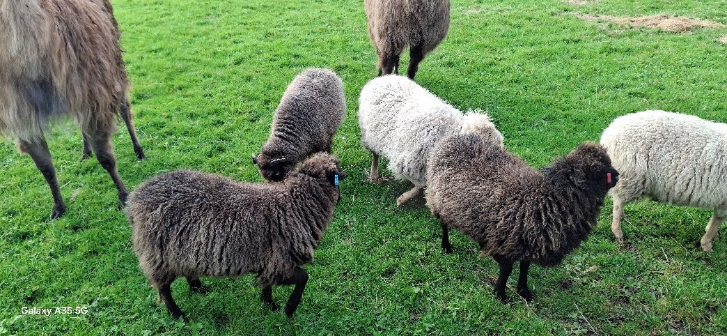 Glyndwr Vineyard-卡迪夫必去景点
