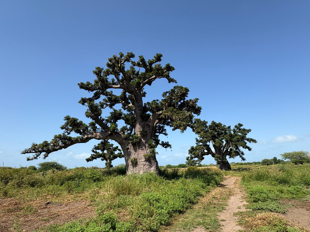 Bacary Tour-Nianing必去景点