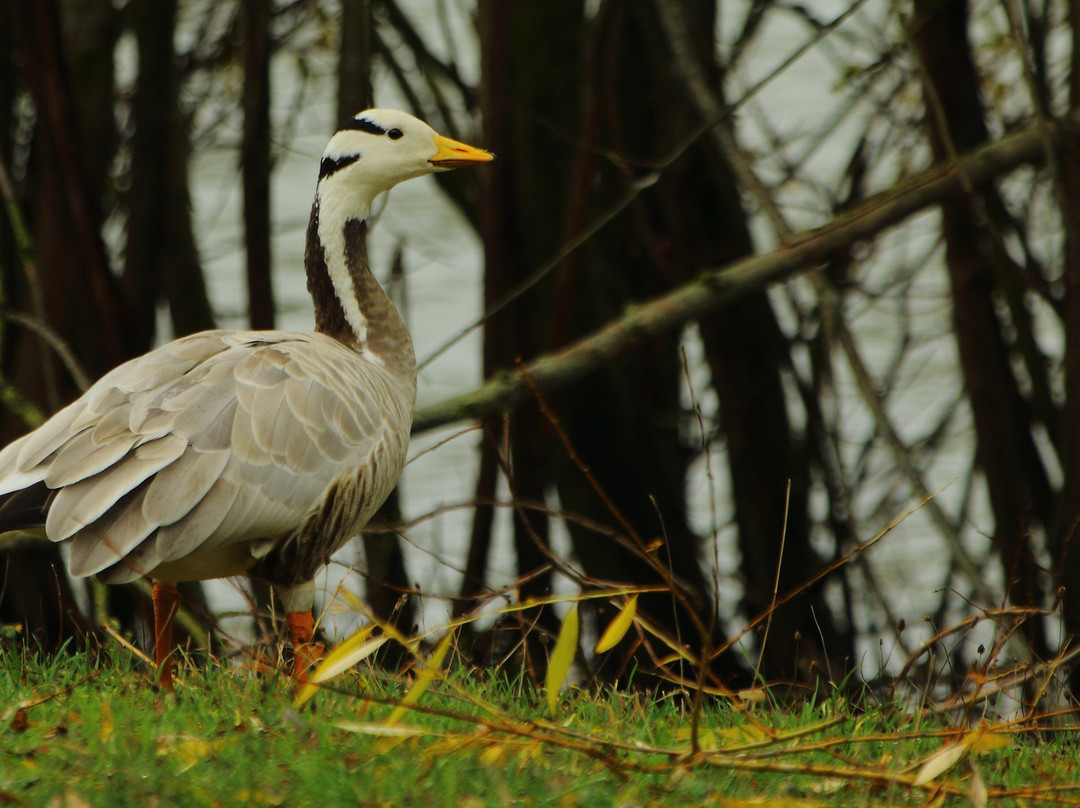 Watatunga Wildlife Reserve-金斯林必去景点