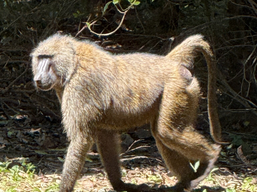 Degu Ashenafi-Jinka必去景点