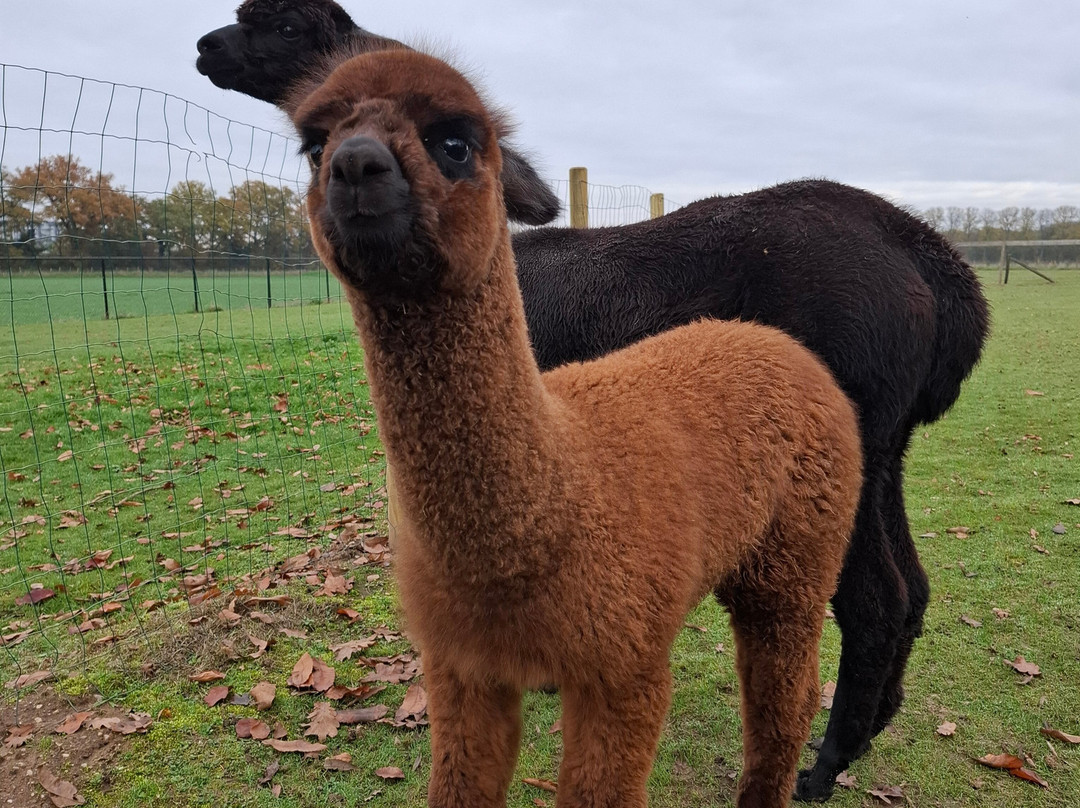 Elshof Alpaca's (malden)-Malden必去景点