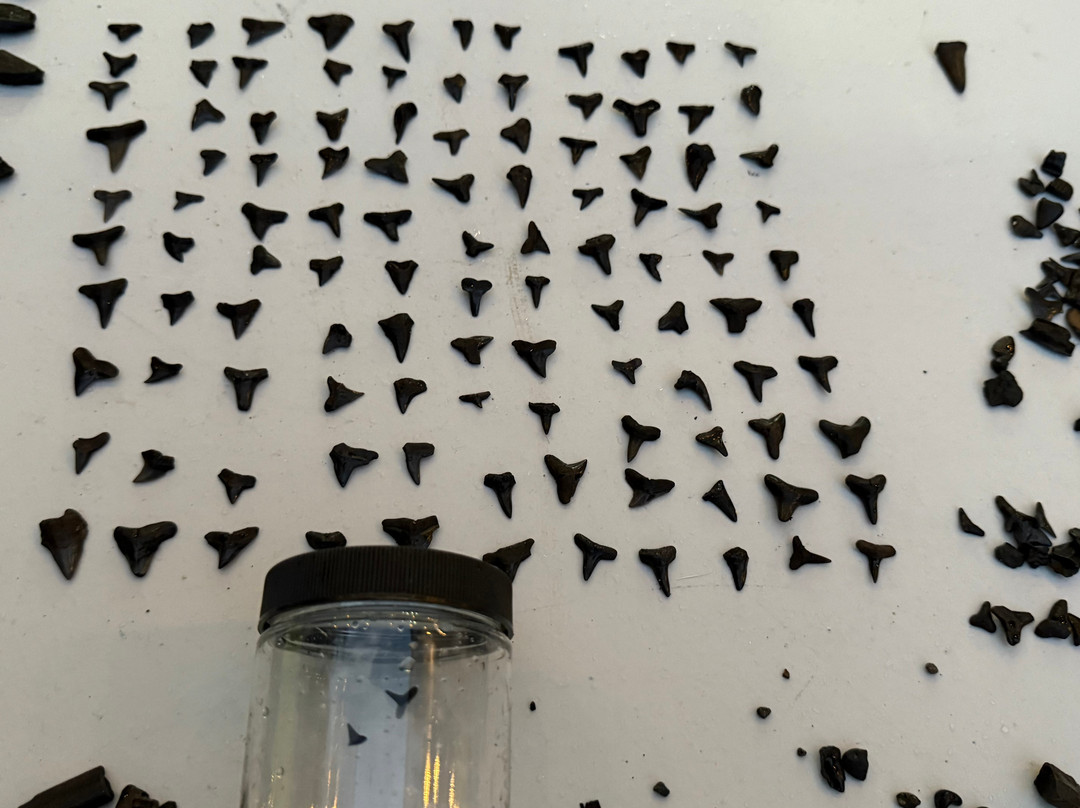 Fossil Junkies, Llc-Alva必去景点