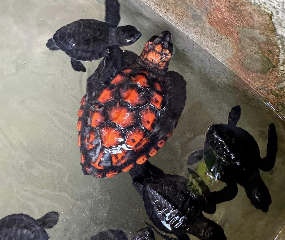 Sea Turtle Farm Galle Mahamodara-加勒必去景点