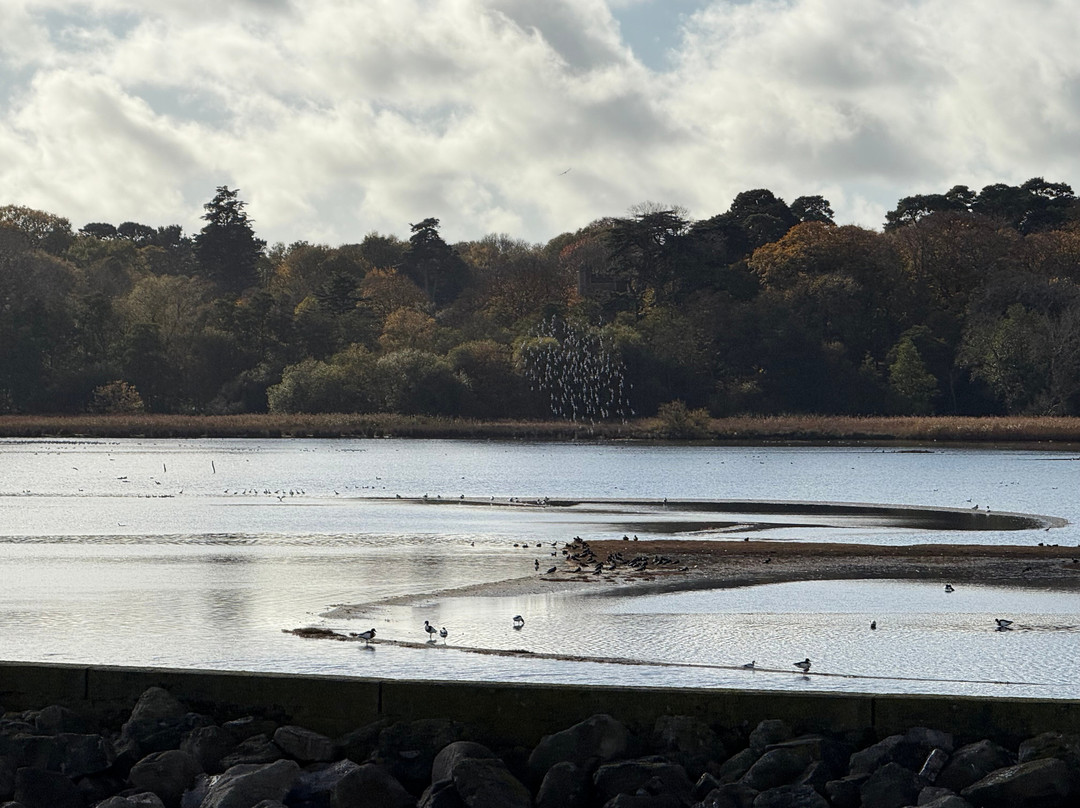Birds Of Poole Harbour Events-普尔必去景点