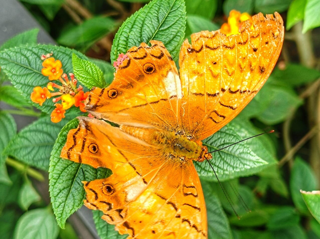 La Maison De Buoc主图