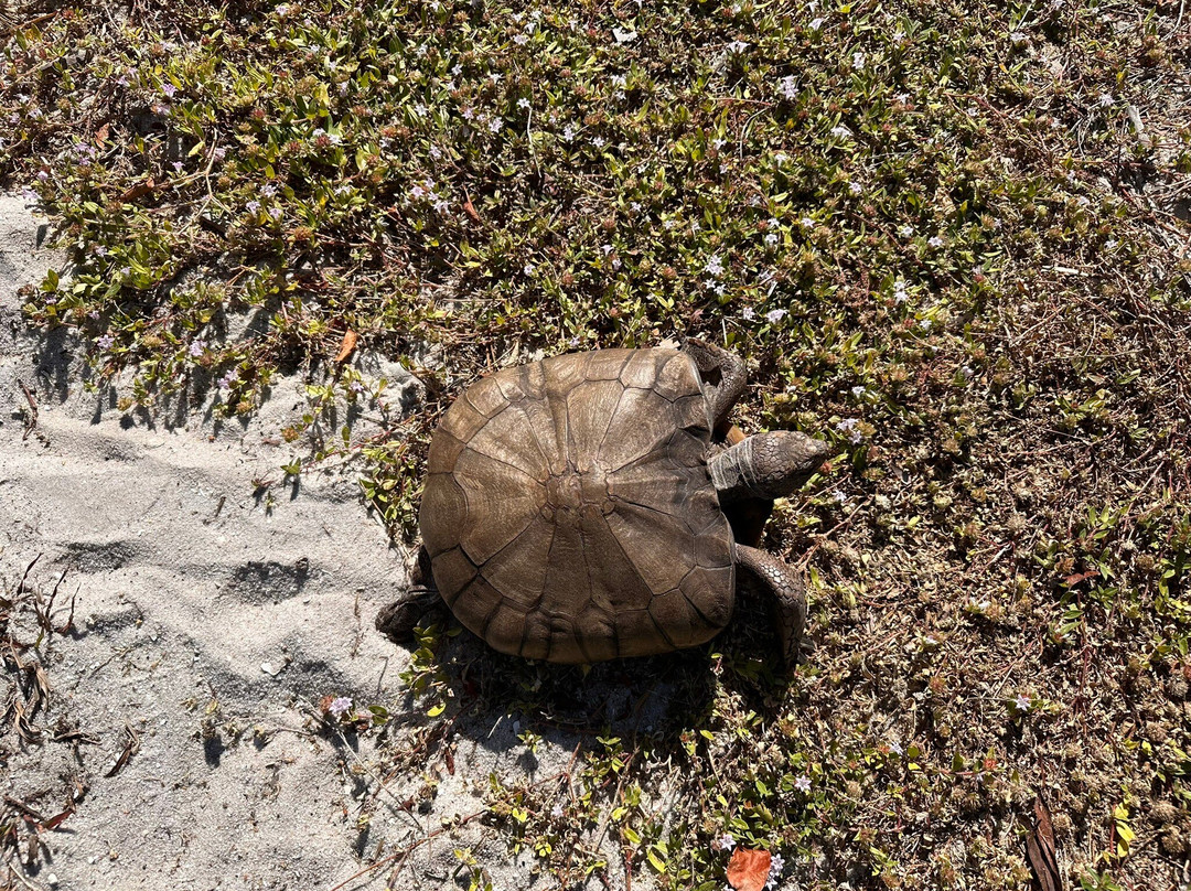 Peace River Wildlife Center-蓬塔戈尔达必去景点