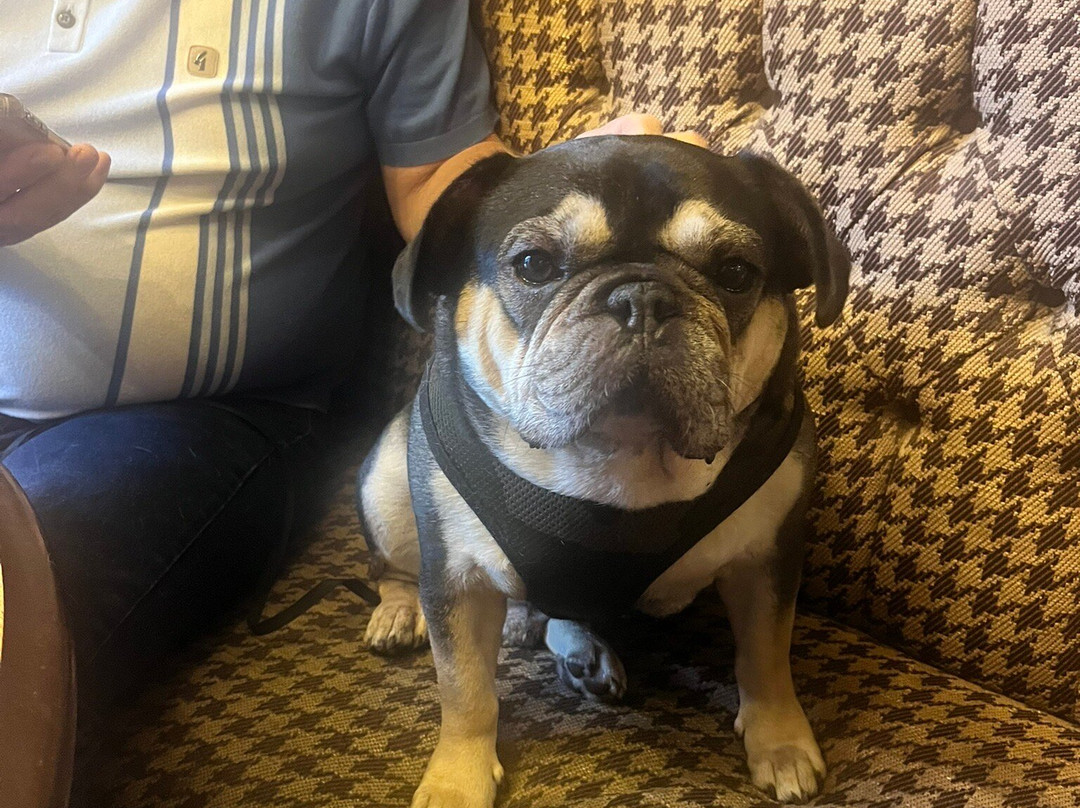 The Greyhound Inn主图