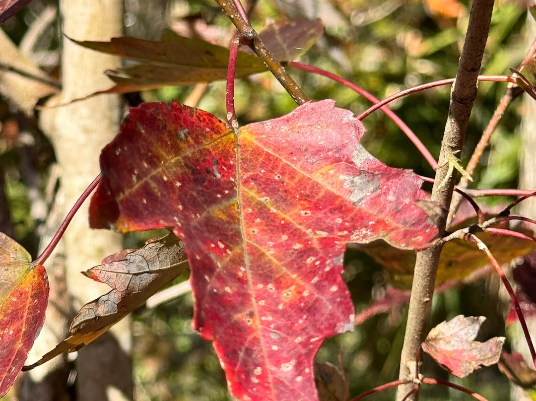 Brevard County Erna Nixon Park-墨尔本必去景点