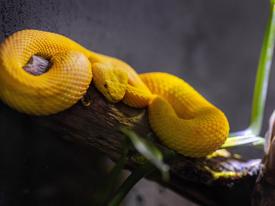 Neotropica, Postojna, Slovenia-波斯托伊纳必去景点