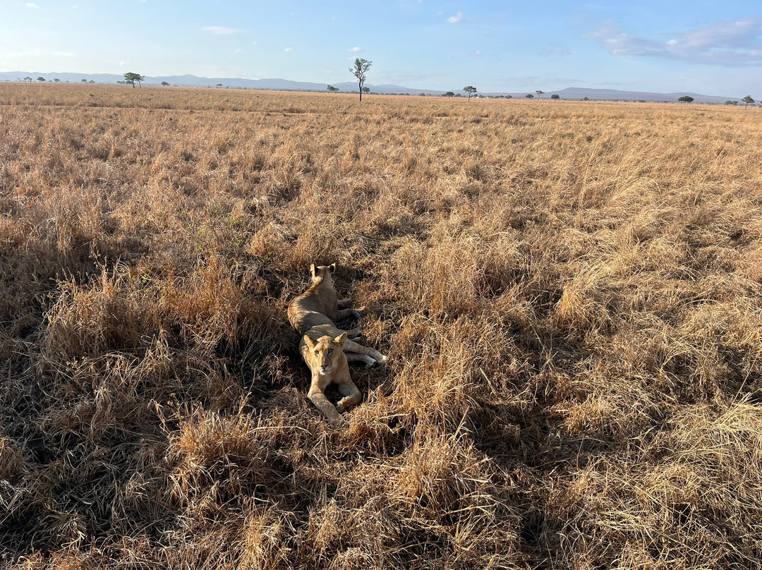 Bagamoyo Big 5 Safaris-巴加莫约必去景点