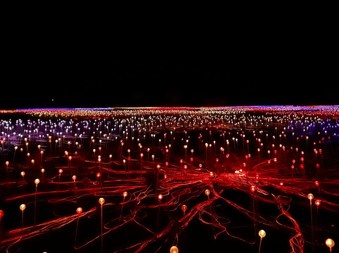 Field of Light-乌鲁鲁-卡塔丘塔国家公园必去景点