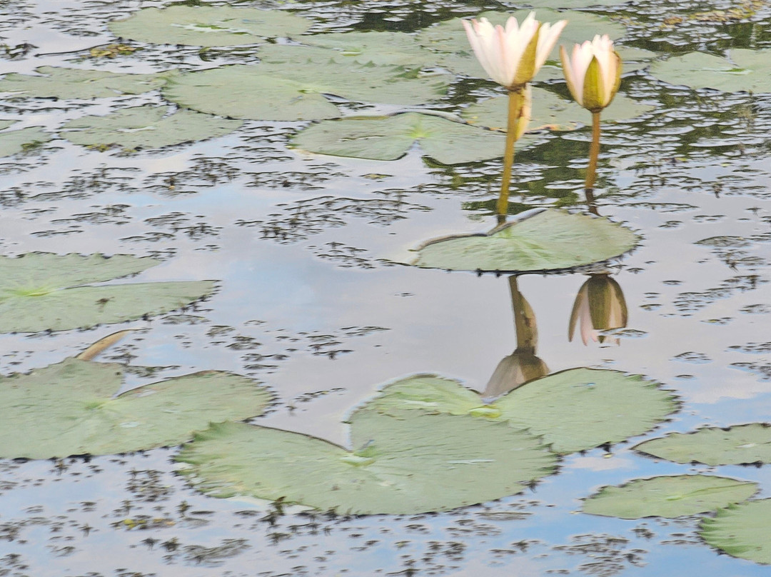 Kalametiya Lagoon Bird Sanctuary & Wetland Park-Kalametiya必去景点