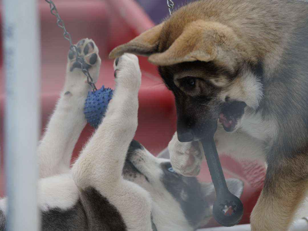 Sled Dog Demonstration-德纳利国家公园和自然保护区必去景点