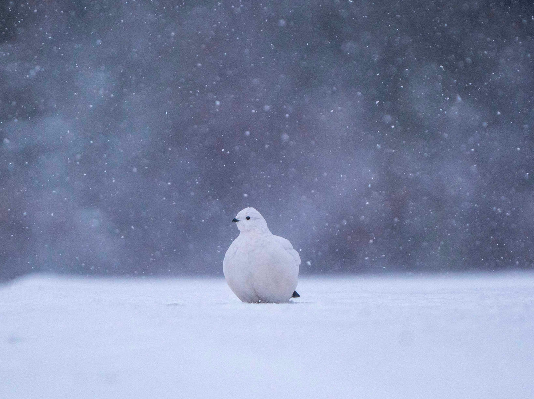 Discover Churchill Tours-丘吉尔必去景点